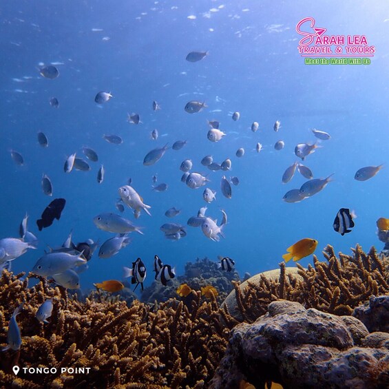 A vibrant underwater scene with various fish species swimming around a coral reef at Tonga Point. 2