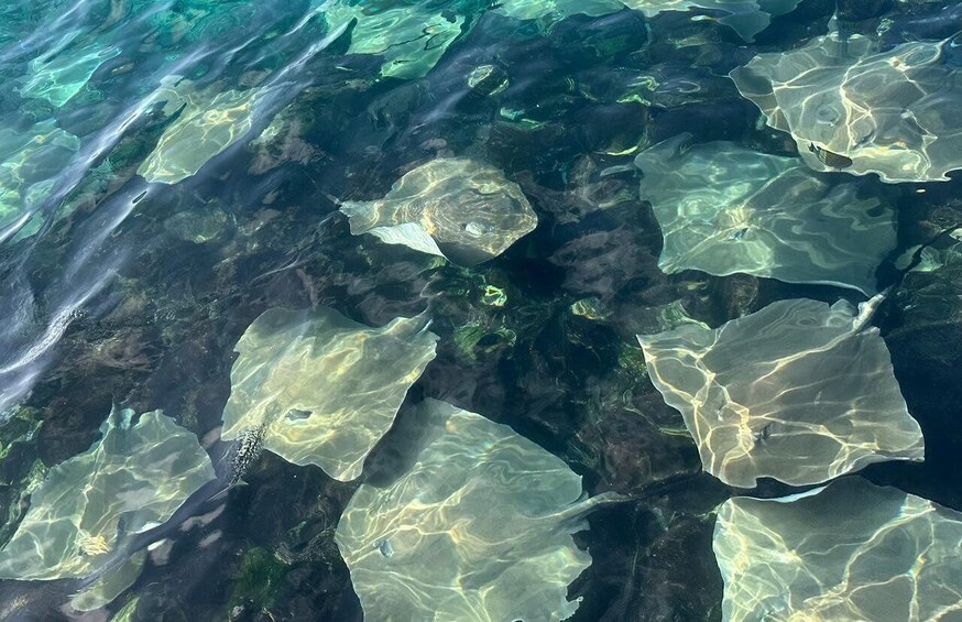 A clear underwater view of coral formations with sunlight filtering through the water. 4