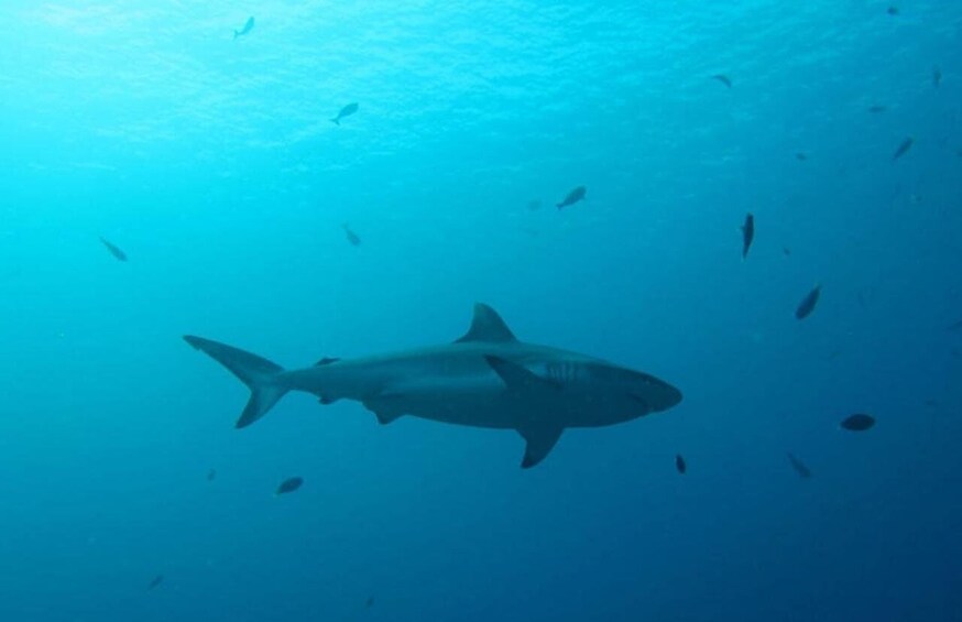 A shark swimming in the ocean with other fish. 5