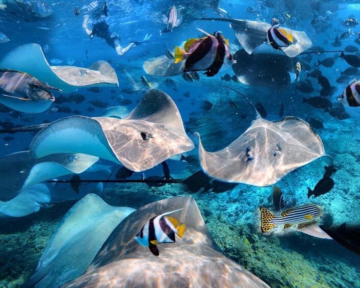 A variety of marine life, including stingrays and colorful fish, swimming in a clear underwater environment. 1