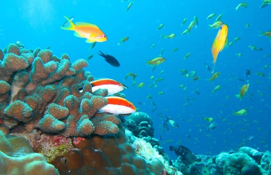 A coral reef with various fish, including a prominent yellow fish and a white and red fish. 3