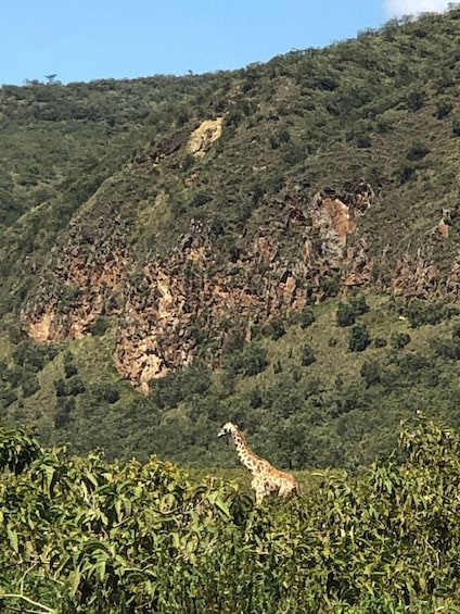 A giraffe in a natural landscape with a hill in the background. 2