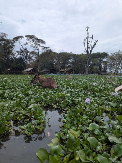A deer in a water garden with lily pads and trees in the background. 4