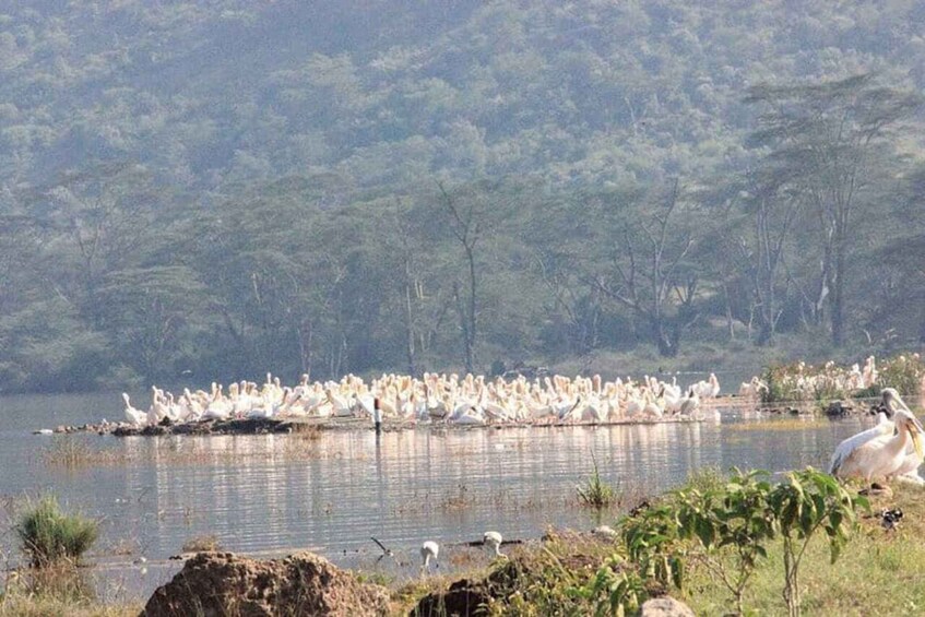 Picture 3 for Activity Nairobi:Lake Nakuru Full-Day Game Drive Experience 4