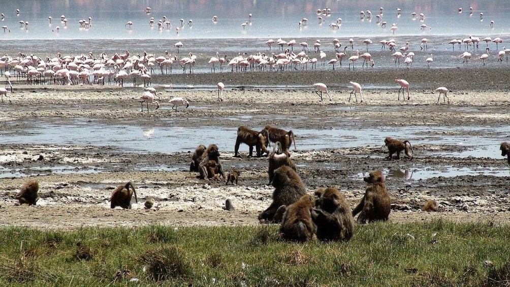 Picture 8 for Activity Nairobi:Lake Nakuru Full-Day Game Drive Experience 2