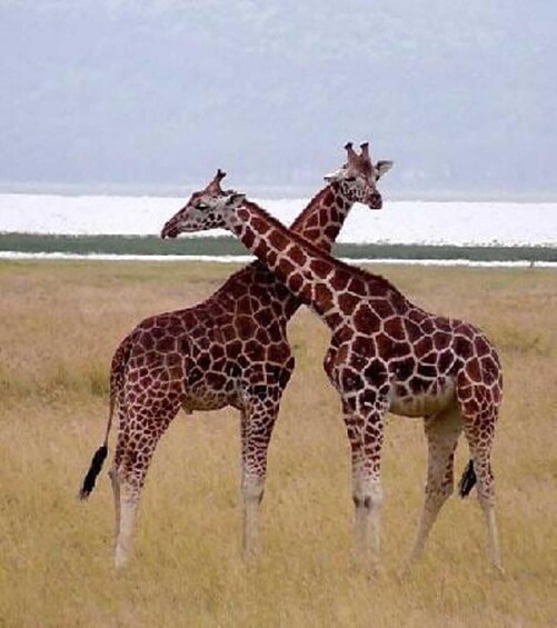 Picture 4 for Activity Nairobi:Lake Nakuru Full-Day Game Drive Experience 5