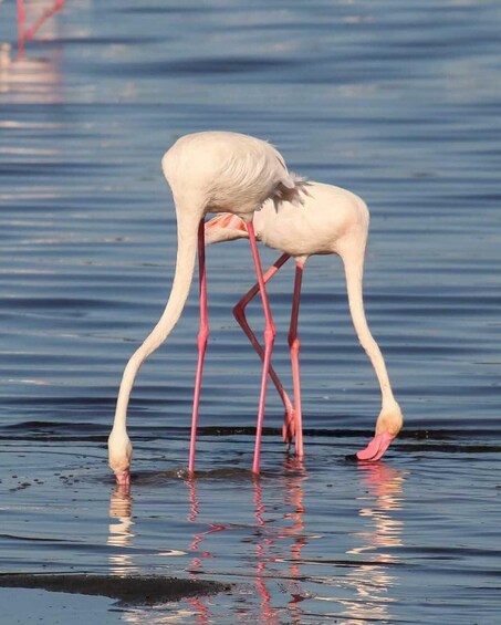 Picture 1 for Activity Nairobi:Lake Nakuru Full-Day Game Drive Experience 3