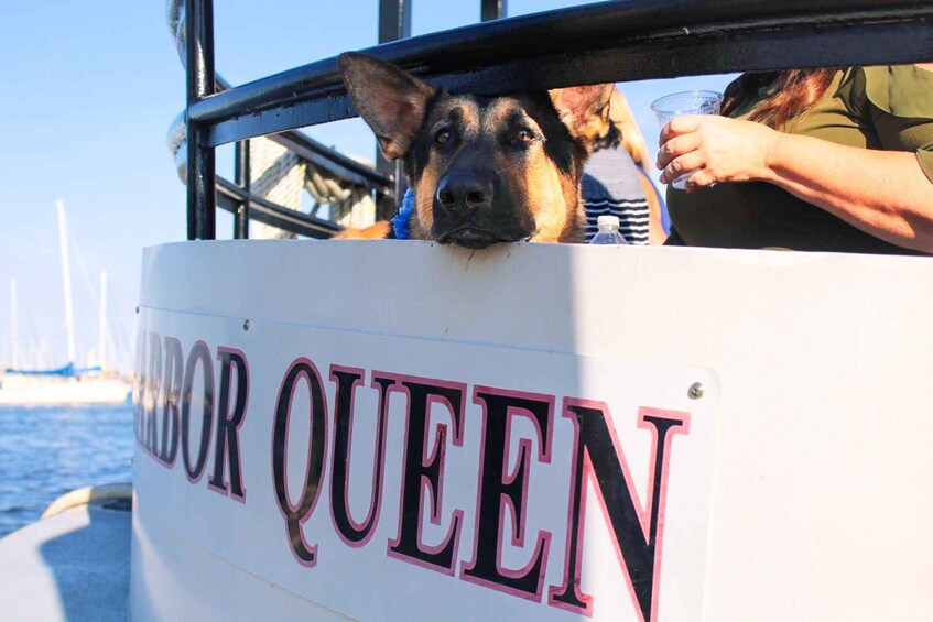 A dog peering over a boat railing with a sign reading 'HARBOUR QUEEN'. 5