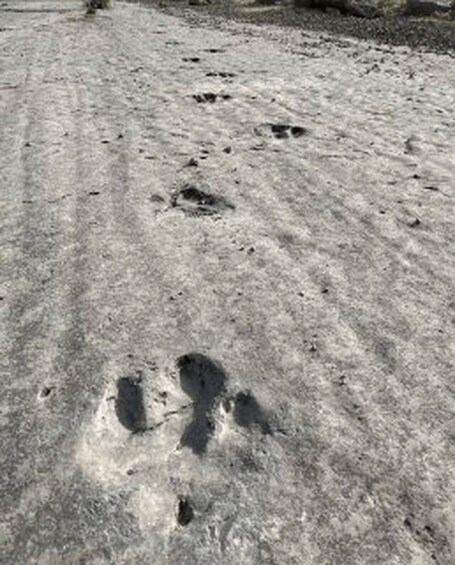 A sandy surface with multiple footprints. 3
