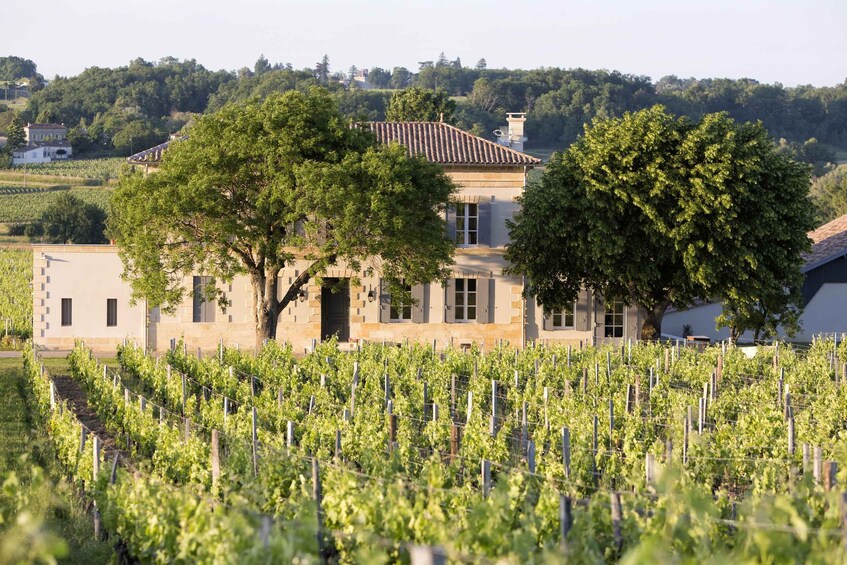 Viñedo con hileras de vides frente a una casa de piedra con techo de tejas. 1