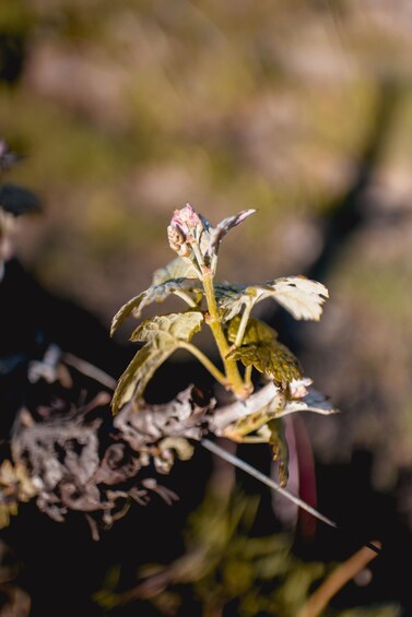 Una planta con hojas verdes y un capullo de flor rosa. 2