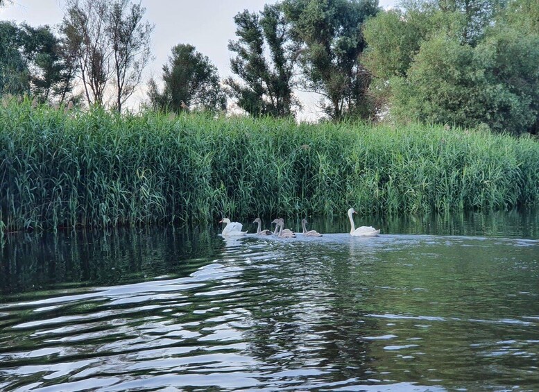 A calm river with swans swimming and a dense green bank of reeds. 4