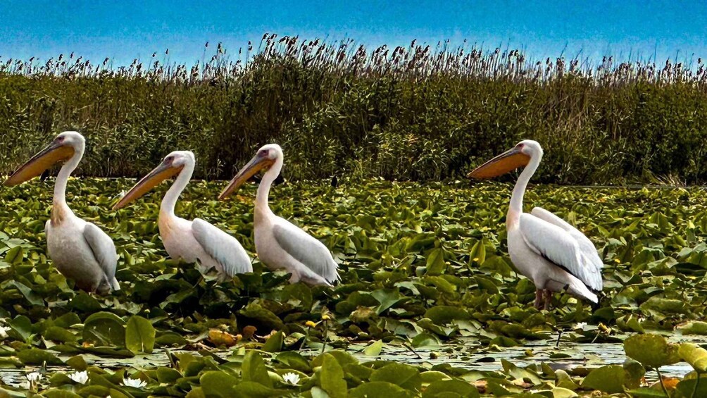 Four pelicans standing in a water body surrounded by green vegetation. 3