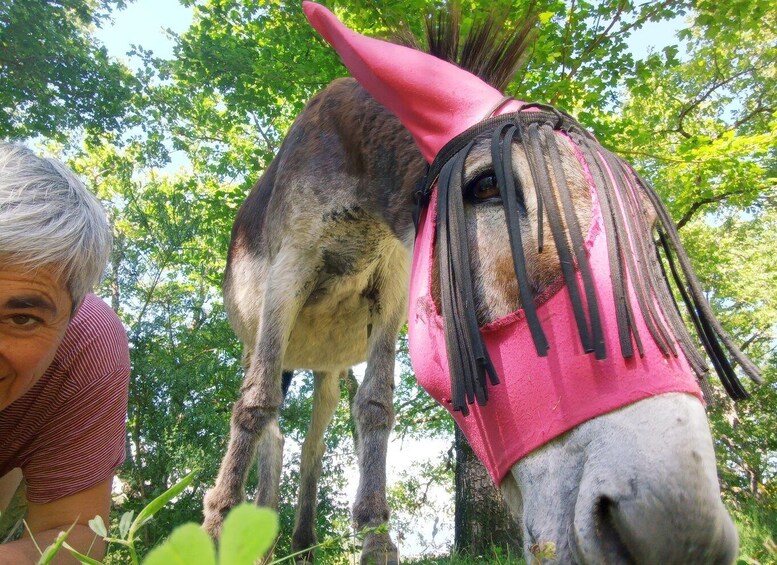 A donkey with a pink hat and black tassels, standing in a green, leafy area. 2