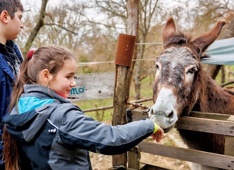 A person petting a donkey near a wooden fence. 5