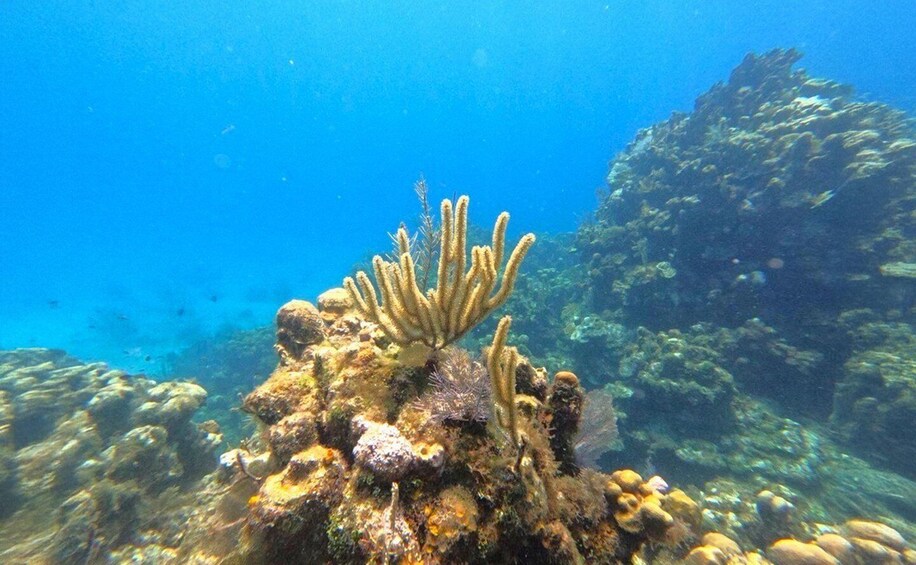 A coral reef with a prominent branching coral structure and various other corals and marine life. 2