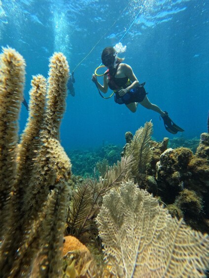 A diver exploring an underwater coral reef with various marine plants and a fish swimming nearby. 3