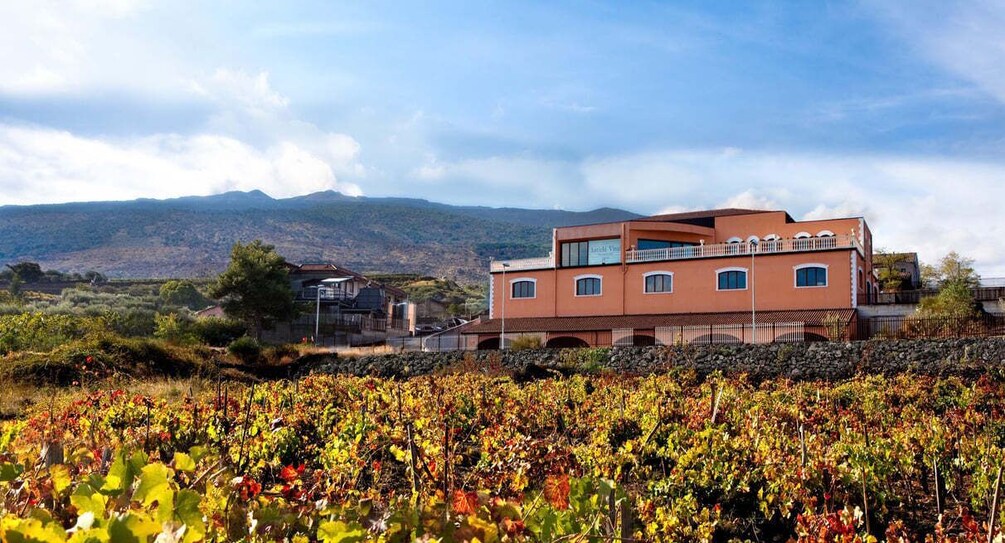 A vineyard with rows of grapevines, a modern building with a balcony, and mountains in the background. 5