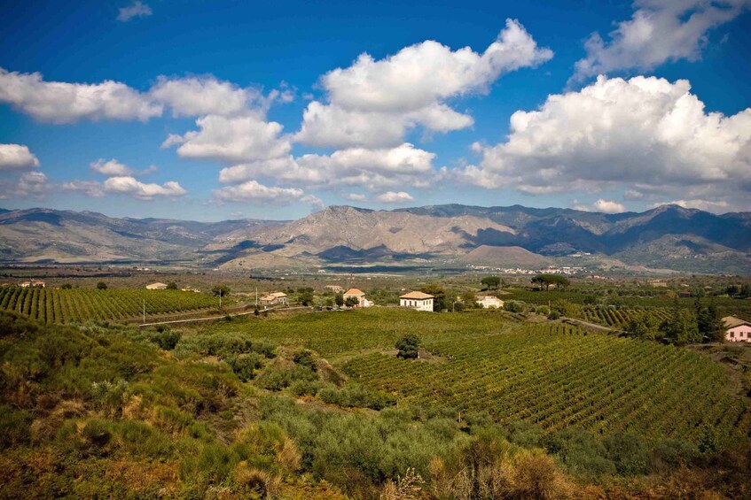 A vineyard with rows of grapevines, a few buildings, and mountains in the background under a partly cloudy sky. 2