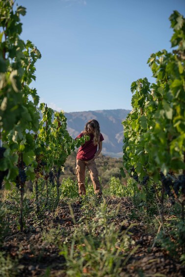 A person tending to grapevines in a vineyard with mountains in the background. 3
