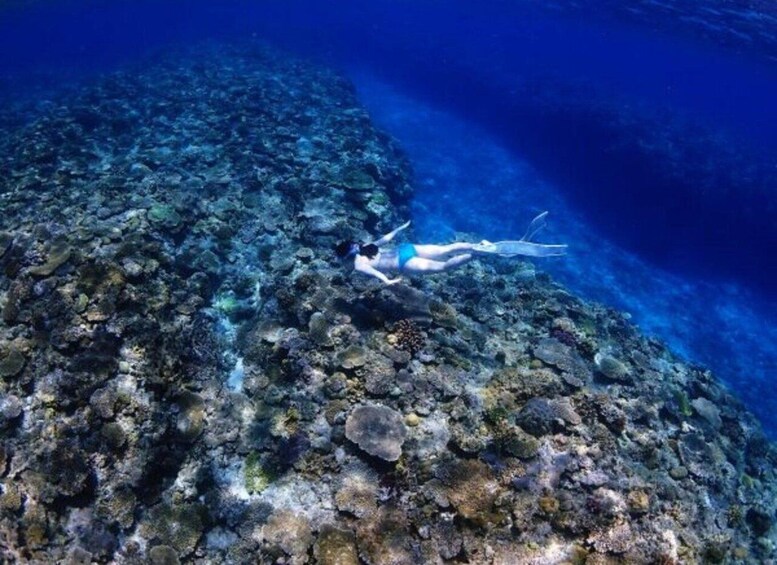 A person snorkeling near a coral reef. 3