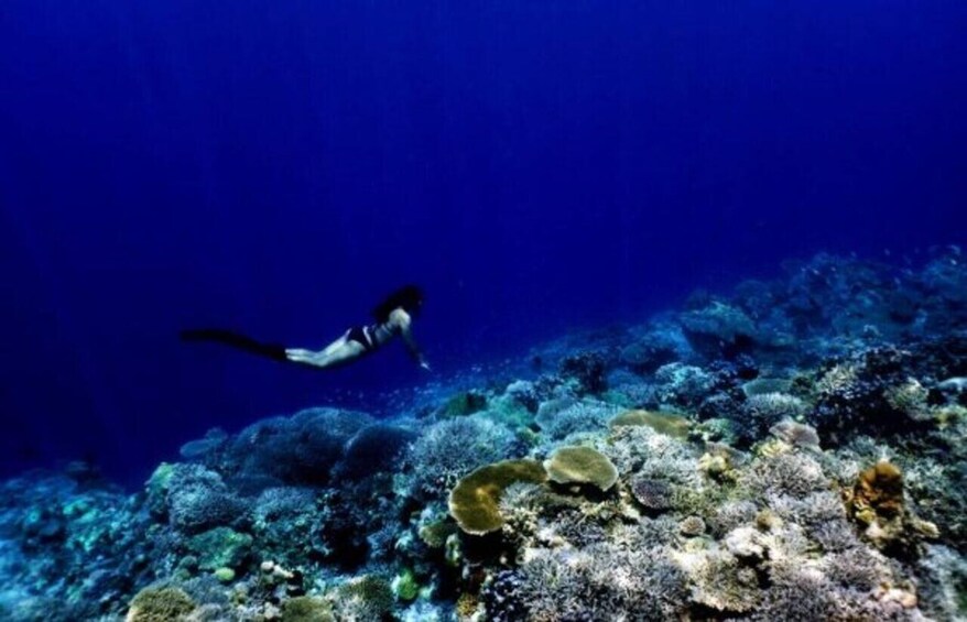 A diver swimming underwater near a coral reef. 4