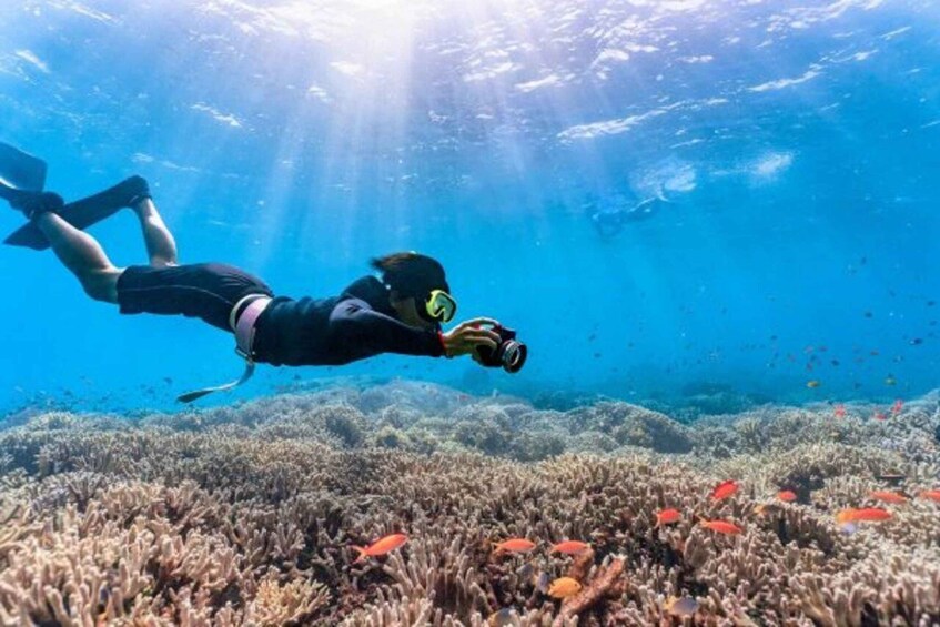 A person scuba diving underwater with coral and fish. 1