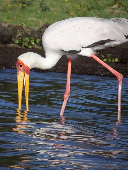 A bird with a long beak and pink legs standing in water. 1