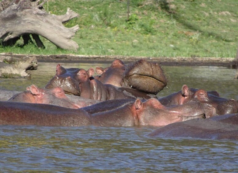 A group of hippos in a water body with a grassy area and a fallen tree in the background. 3