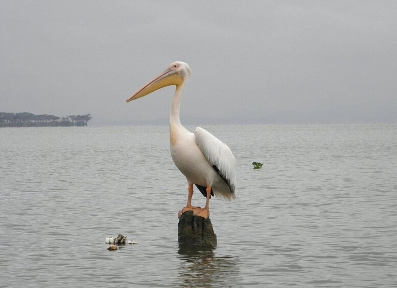 A large white bird standing on a rock in the water. 2