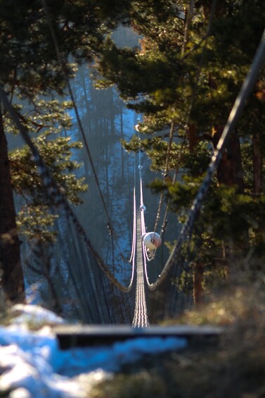 A hammock suspended between trees in a forest. 3
