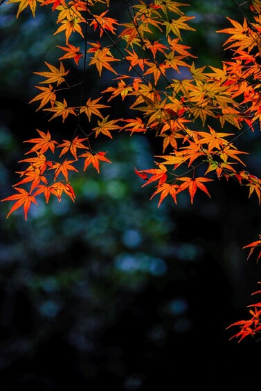 A close-up of vibrant autumn leaves with a blurred natural background. 3