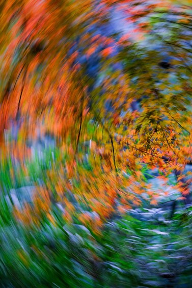 A blurred view of colorful autumn leaves. 5