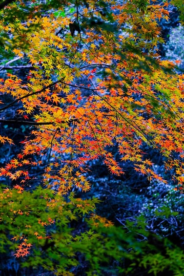 Vibrant autumn leaves in a dense forest. 4