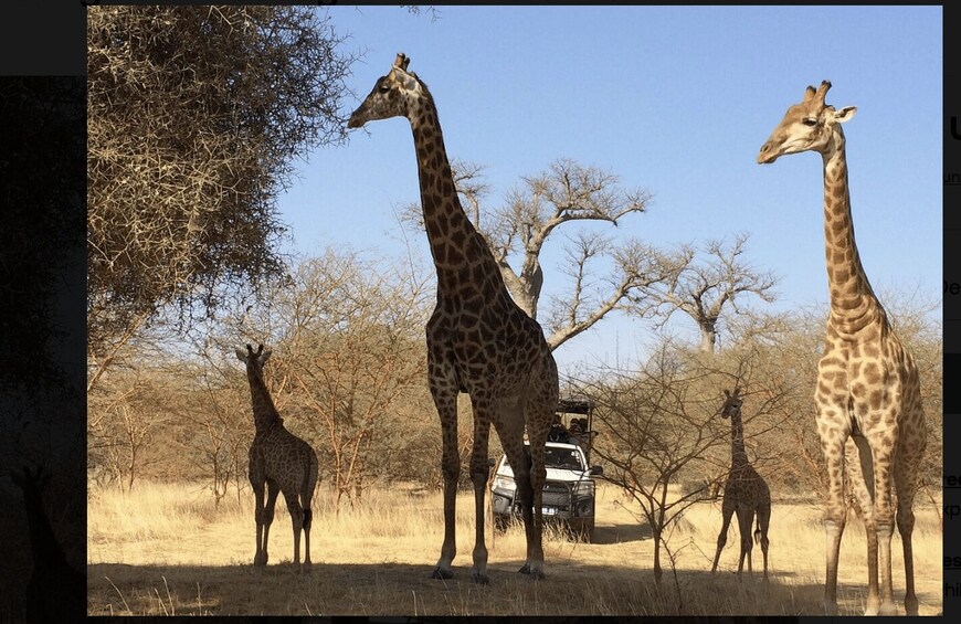 Three giraffes standing in a dry grassland with sparse trees and a vehicle in the background. 3