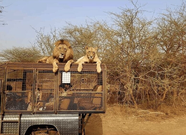 Two lions resting on a metal cage attached to a vehicle. 2