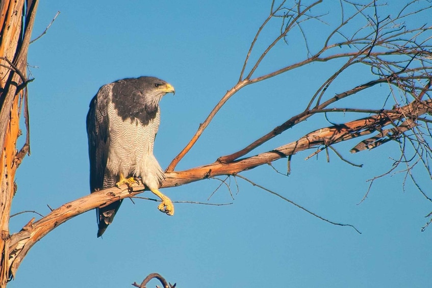 A bird of prey perched on a branch. 5