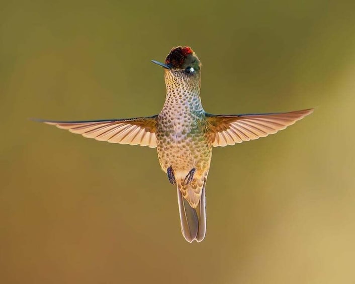A hummingbird in flight with its wings spread. 1