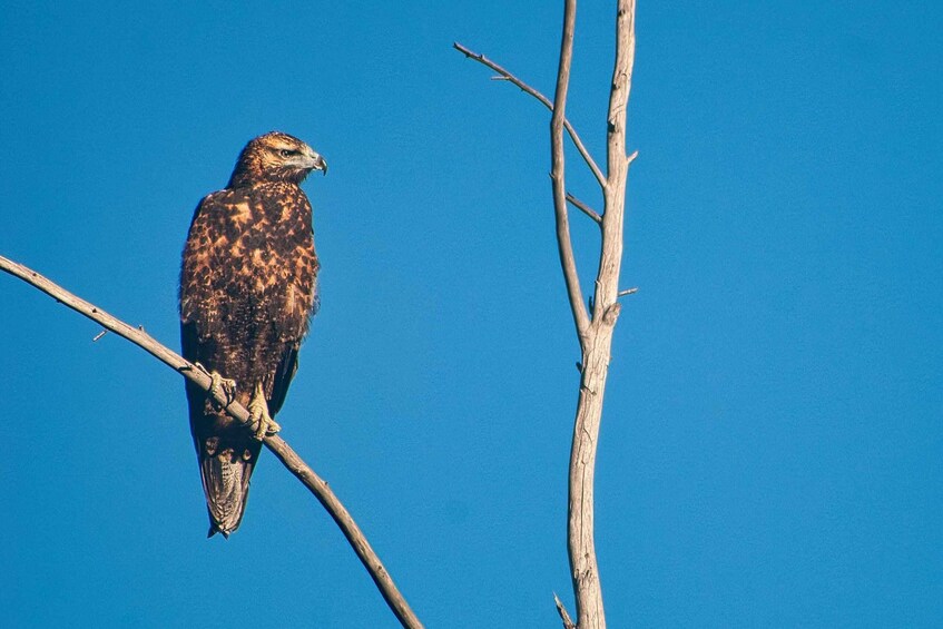 A bird perched on a branch against a clear blue sky. 3