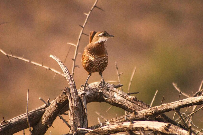 A bird perched on a branch. 2