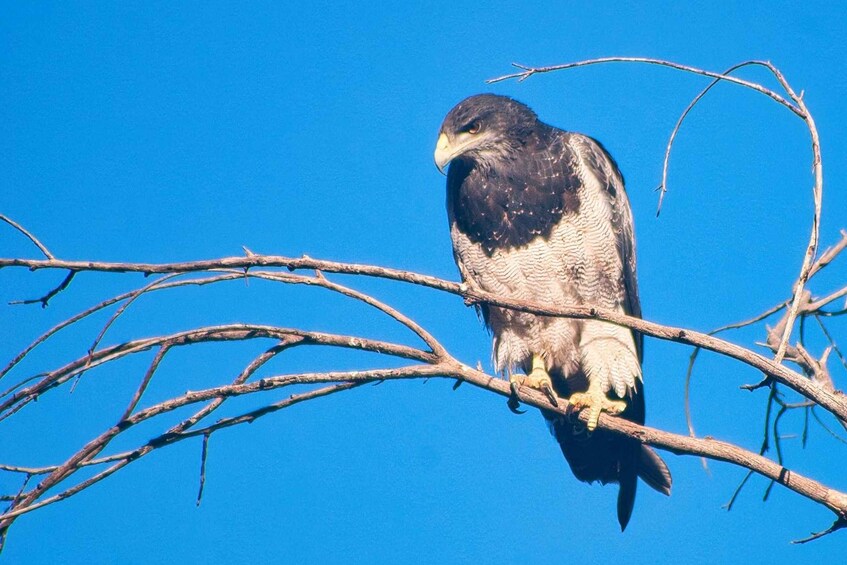 A bird perched on a branch against a clear blue sky. 4