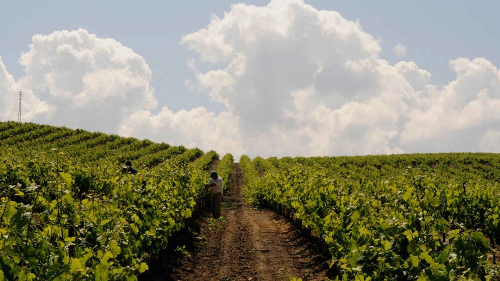 A vineyard with rows of grapevines under a cloudy sky. 4
