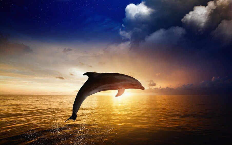 A dolphin leaping out of the water at sunset. 1