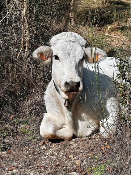 A white cow lying on the ground surrounded by dry vegetation and rocks. 3