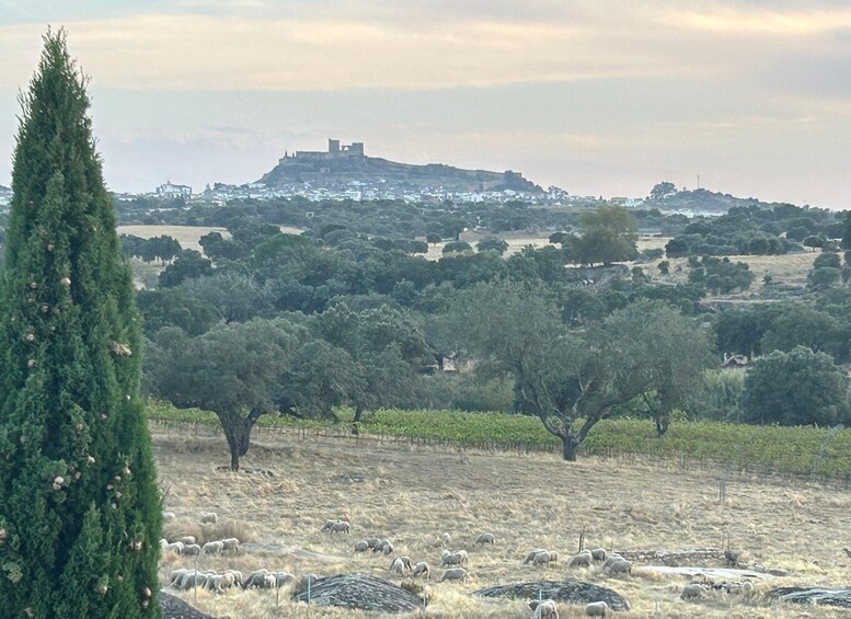 A rural landscape with a hilltop castle, grazing sheep, and olive trees. 4