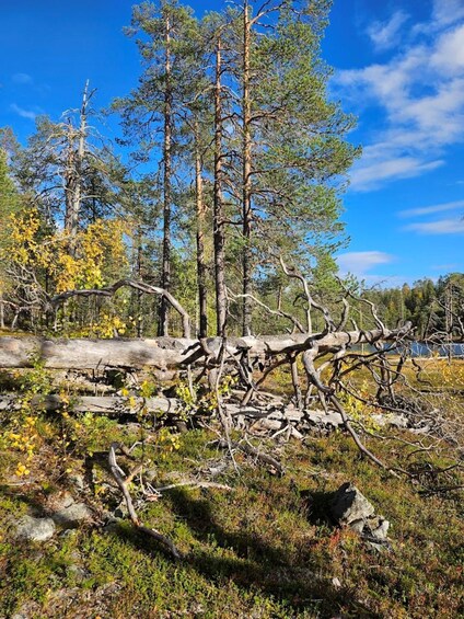 A forest with fallen trees and a clear blue sky. 5