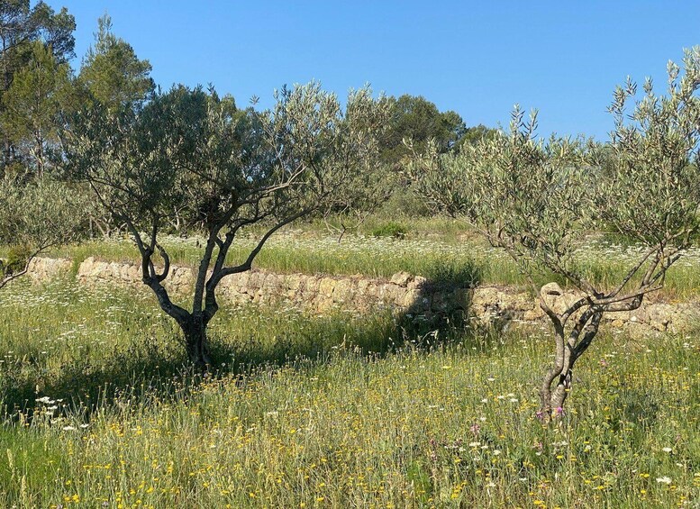 A field with olive trees and wildflowers under a clear sky. 3