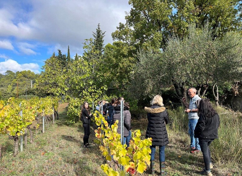 A group of people standing in a vineyard with rows of grapevines. 2