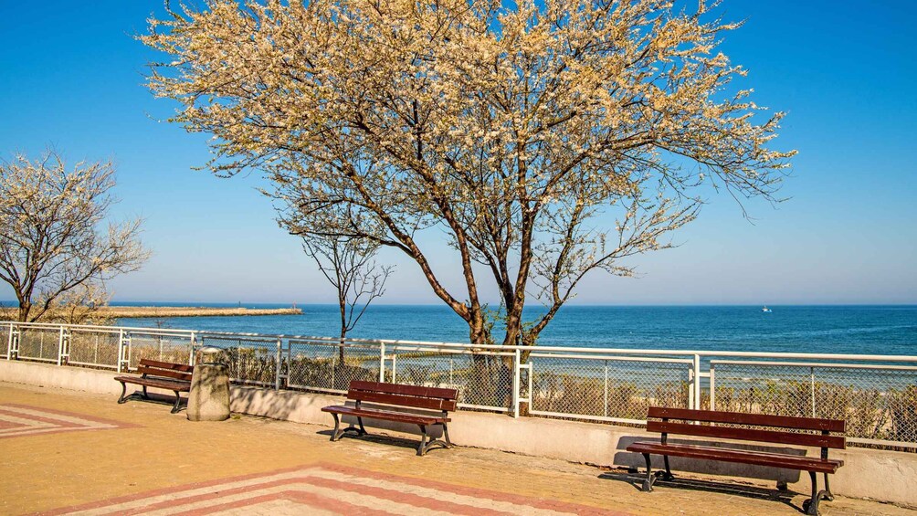 A coastal park with benches and a large flowering tree. 3