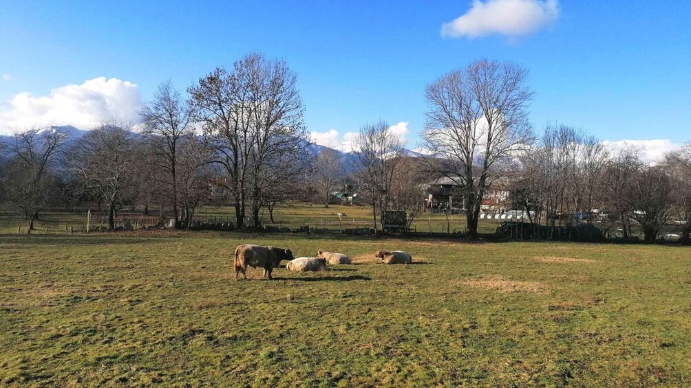 A grassy field with cows grazing, trees, and a mountain in the background. 3
